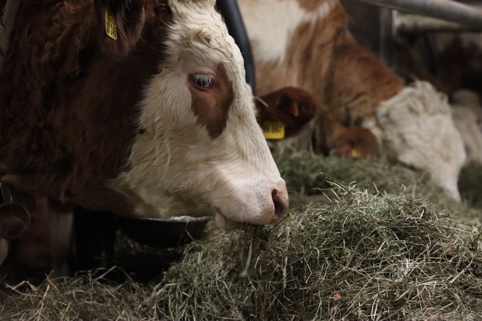 Canon EF 50mm F1.8 STM sample photo. Cow, food, hay photography