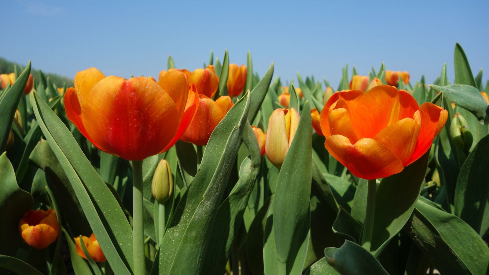 Sony Cyber-shot DSC-RX100 sample photo. Tulips, bulbs, tulip photography