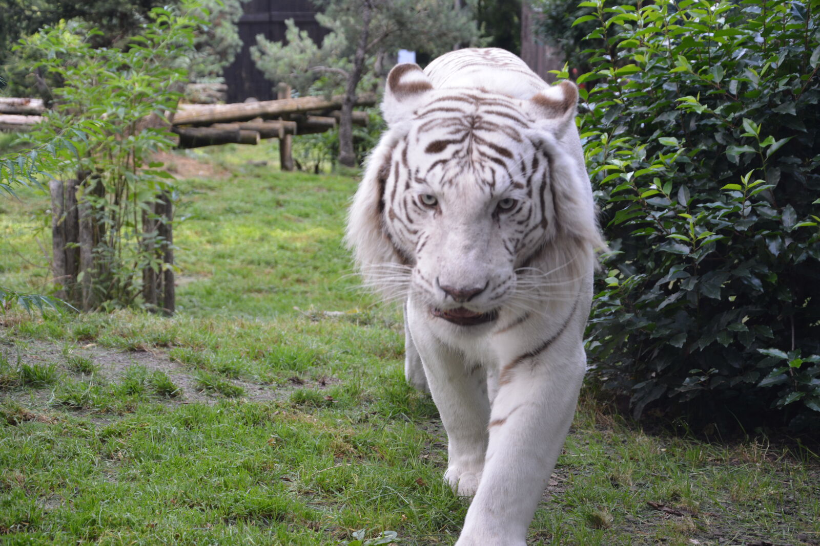 Nikon D5200 sample photo. Animal, bushes, park, tiger photography