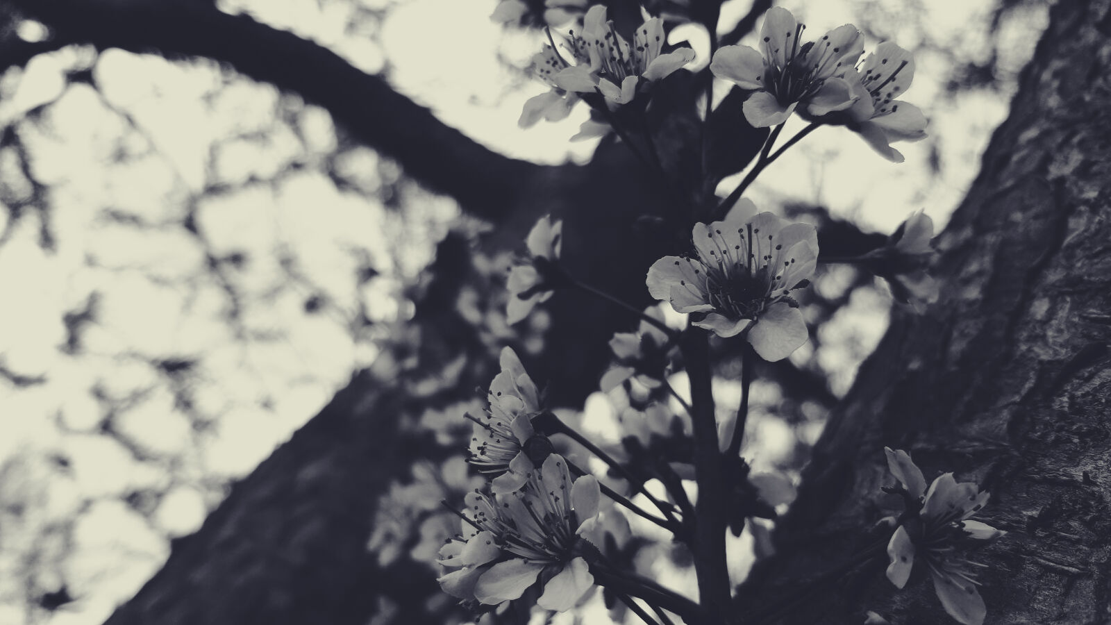 Samsung Galaxy Note5 sample photo. Black, black, white, black photography