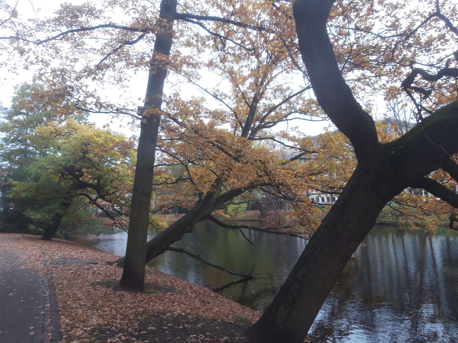 Samsung Galaxy A6 sample photo. Autumn, leaves, color photography