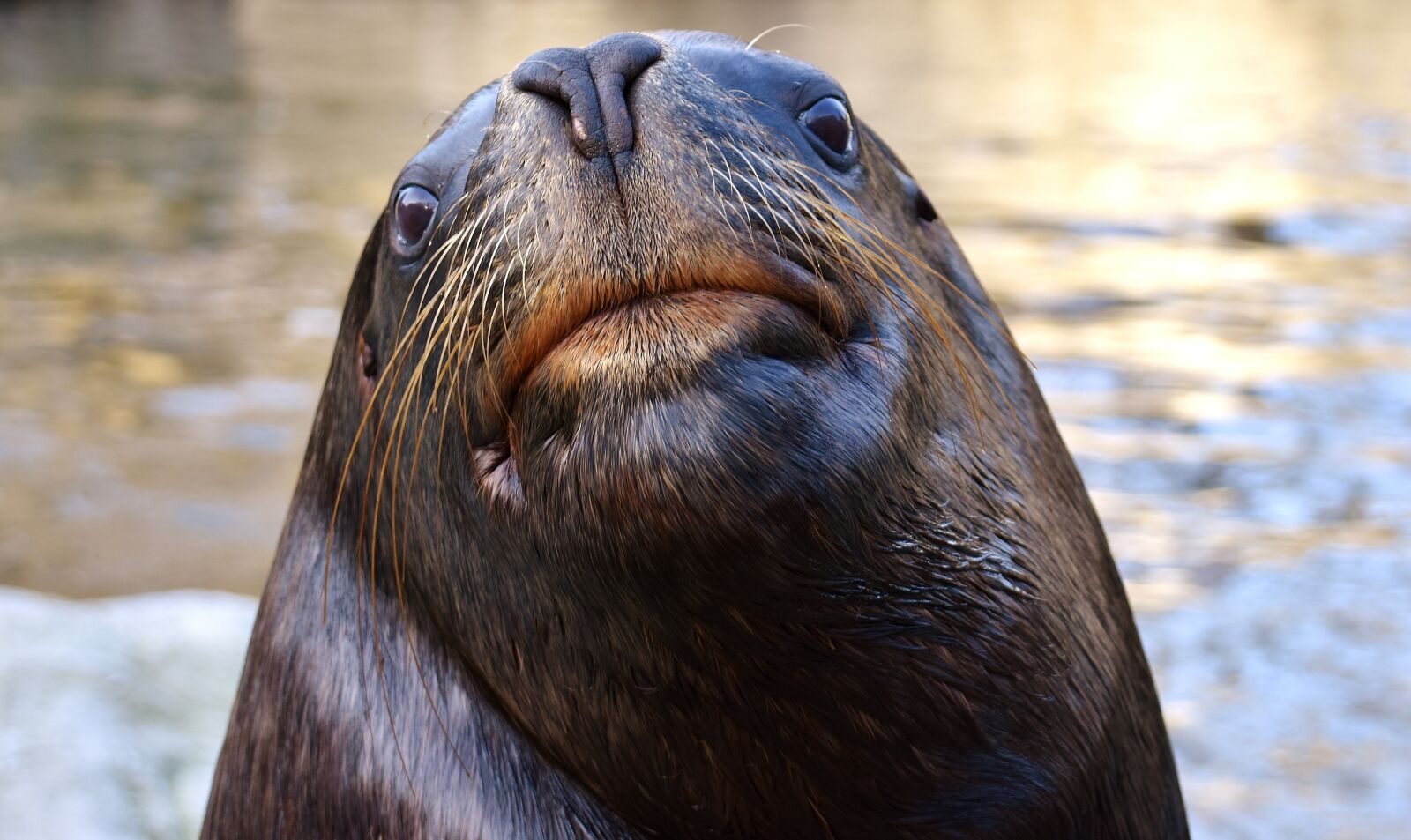 Nikon D7200 sample photo. Seal, sea lion, swim photography