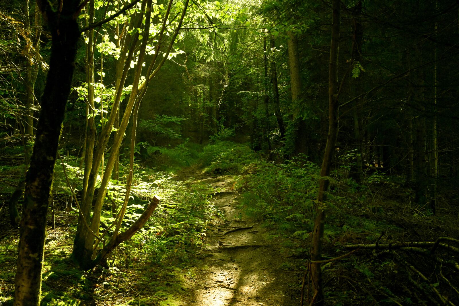 Nikon Z7 + Nikon Nikkor Z 24-70mm F4 S sample photo. Black forest, forest, path photography