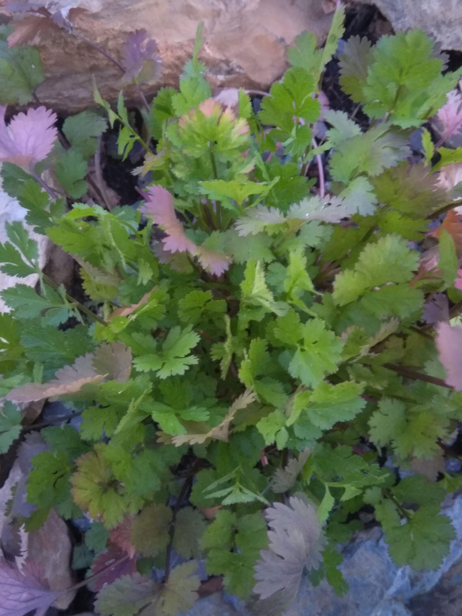 HMD Global Nokia 5 sample photo. Garden, stone garden, food photography