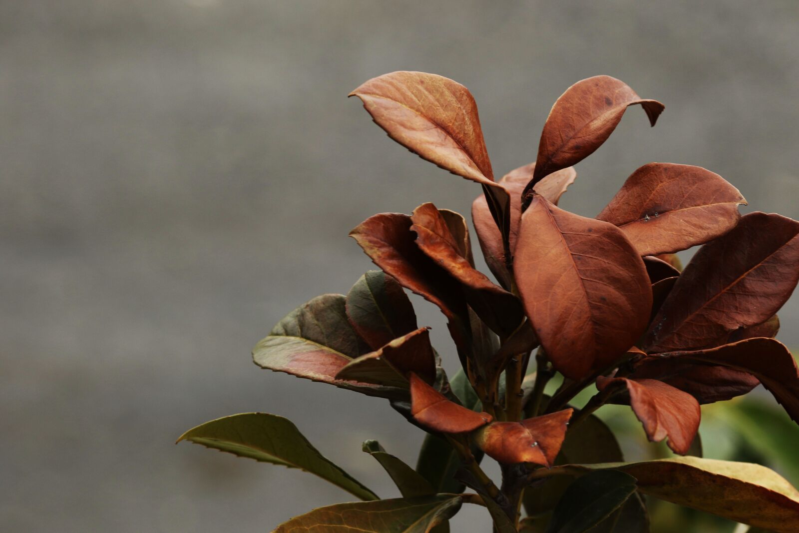 Canon EOS 7D Mark II + Canon EF 135mm F2L USM sample photo. Nature, leaf, plant photography