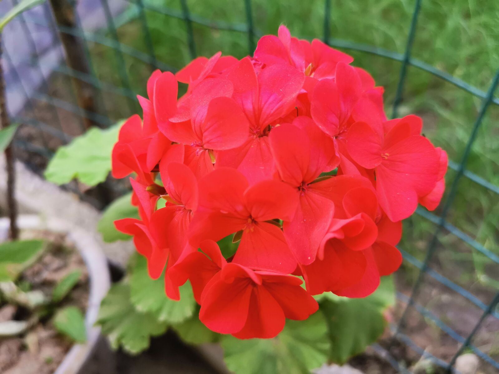 HUAWEI Mate 20 Pro sample photo. Geranium, flower, red flowers photography