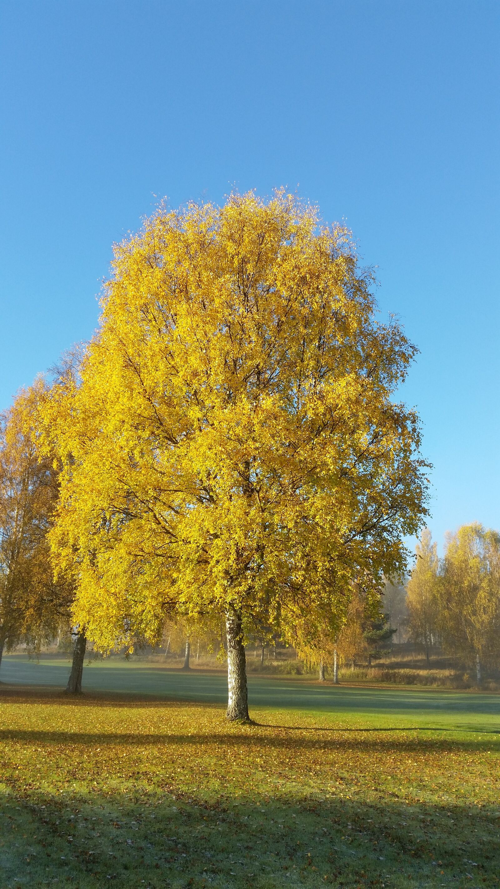 Samsung Galaxy S5 sample photo. Tree, yellow, autumn photography