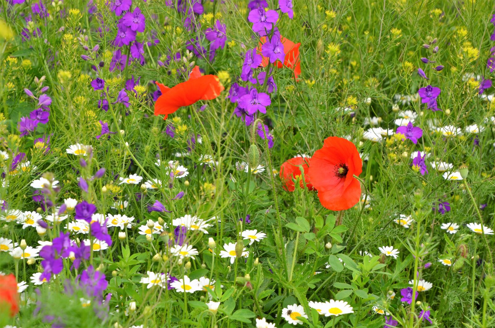 Nikon D7000 sample photo. Wildflower, meadow, nature photography