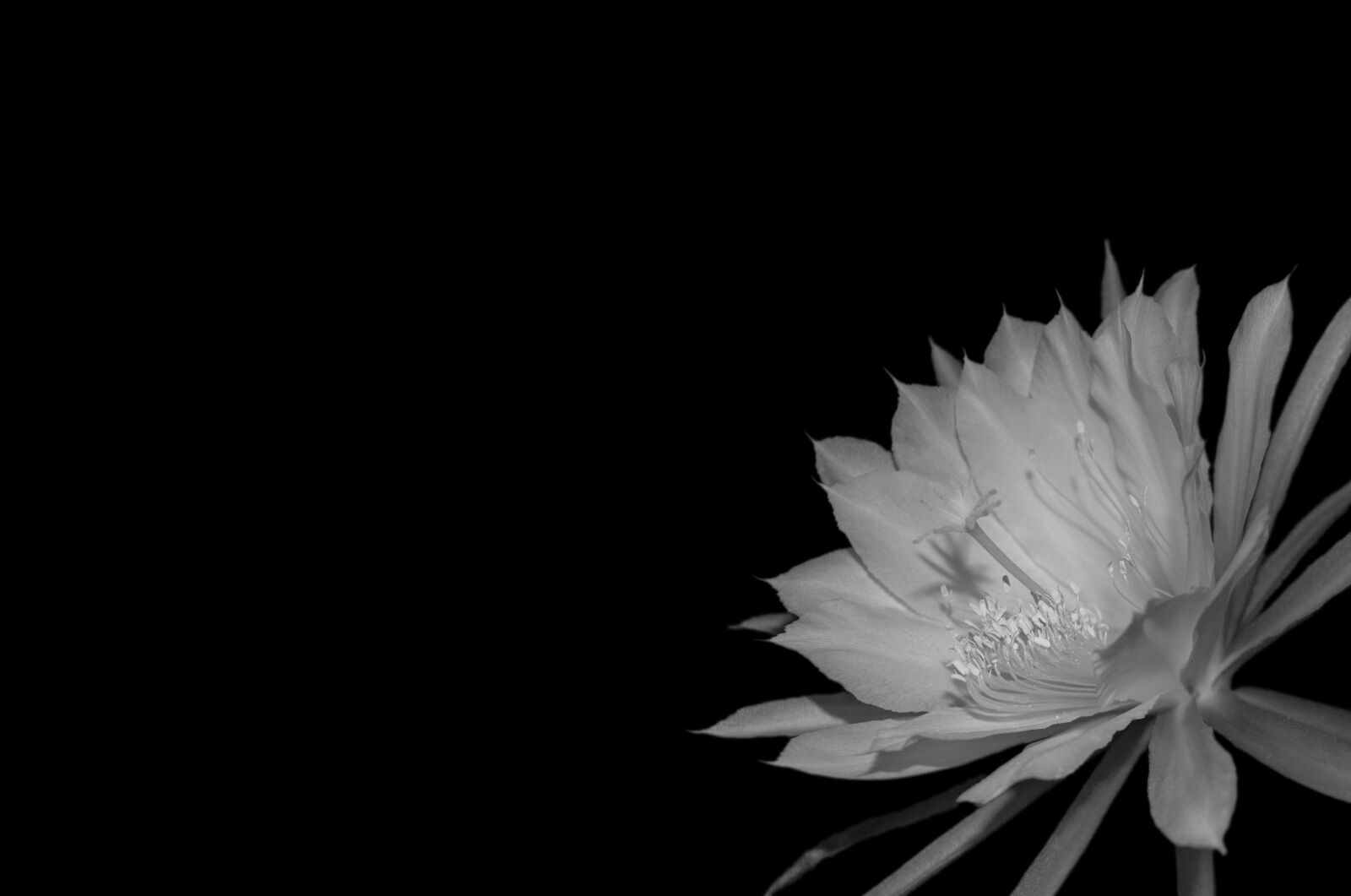 Nikon D5100 sample photo. Epiphyllum, blossom, bloom photography