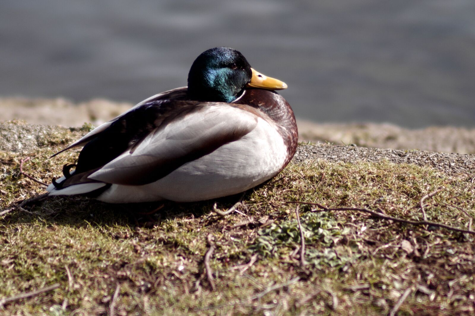 Nikon D3200 sample photo. Bird, nature, wildlife photography