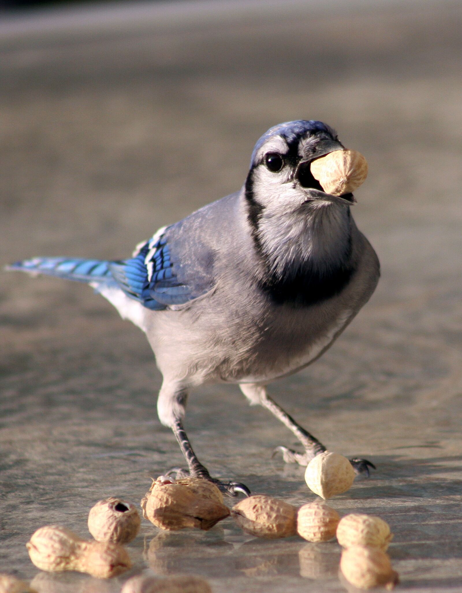 Canon EOS 20D sample photo. Bird, bluejay, feeding photography