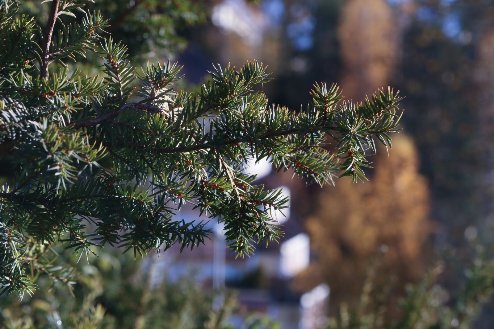 Canon EOS 7D Mark II sample photo. Tree, landscape, nature photography