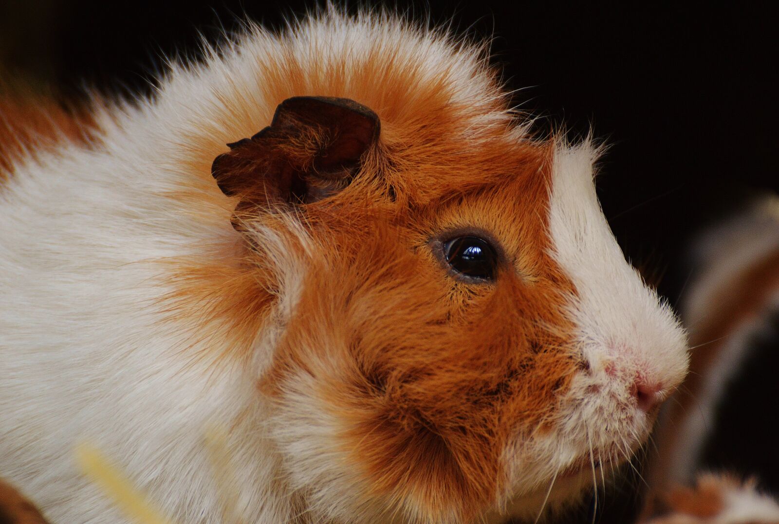 Nikon D3200 sample photo. Guinea pig, wildpark poing photography