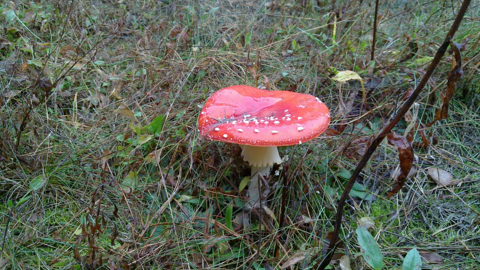 Nokia N900 sample photo. Nature, mushroom, forest photography