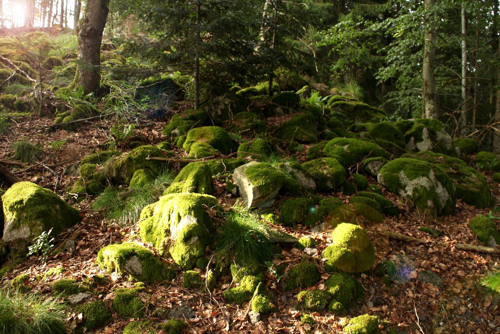 Canon EOS M sample photo. Forest, moss, green photography