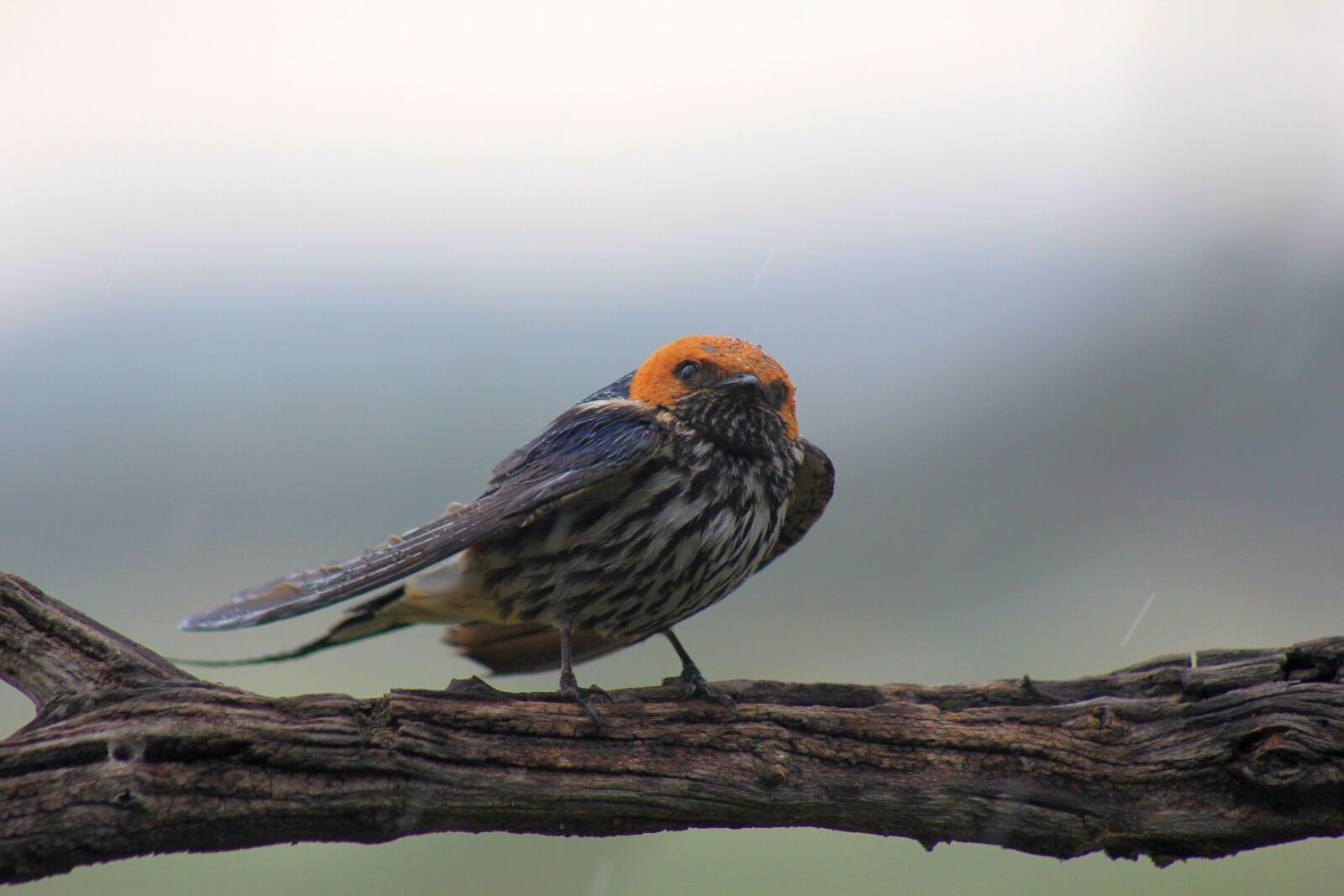 Canon EOS 60D sample photo. Swallow, greater, striped photography