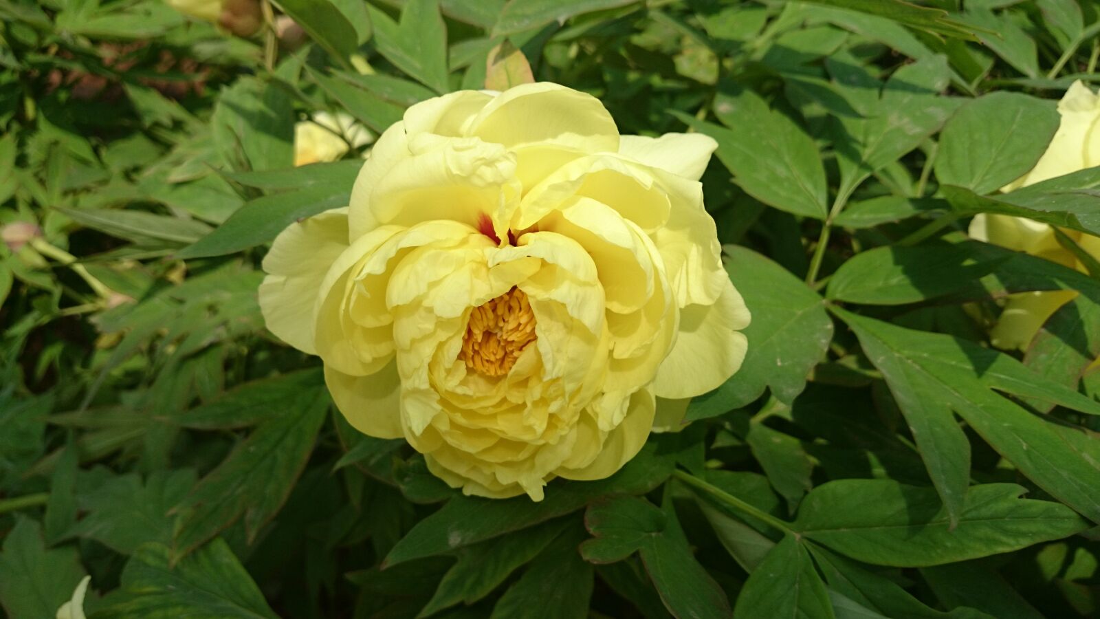 Sony Xperia Z1 sample photo. Peony, luoyang 2, 6 months photography