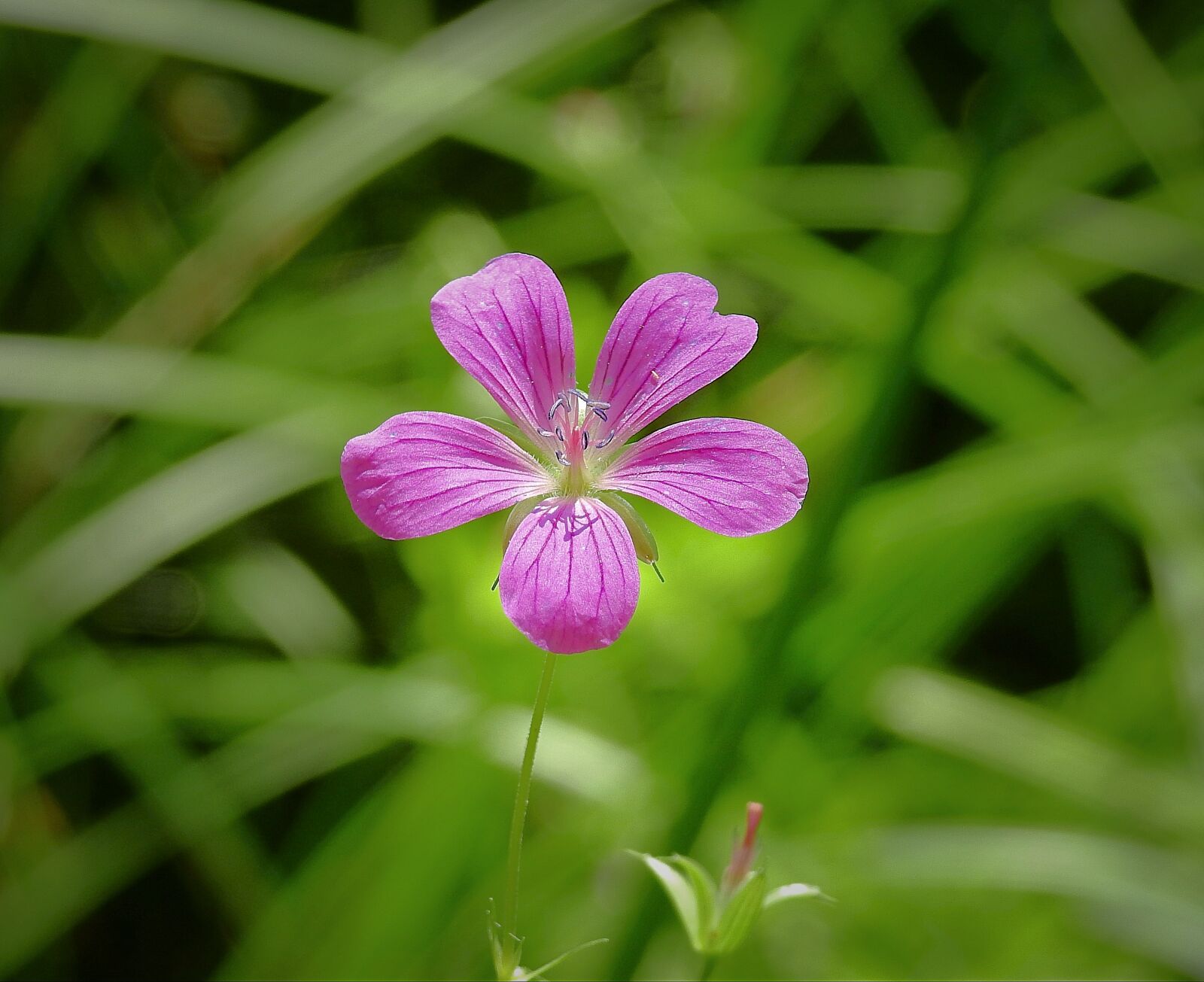 Nikon Coolpix P900 sample photo. Flower, beauty, summer photography