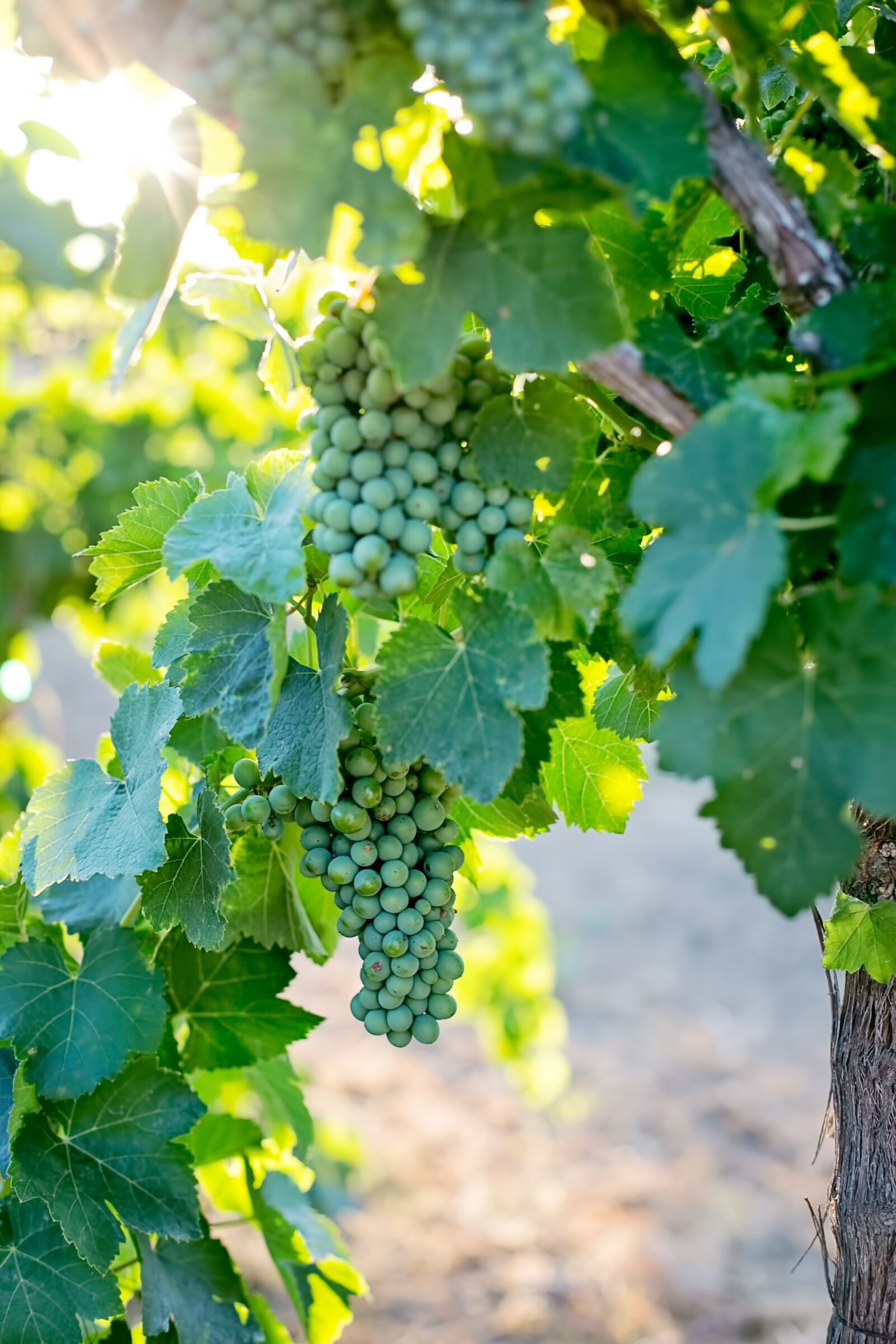 Canon EF 50mm F1.4 USM sample photo. Grapes, unripe, unripened photography