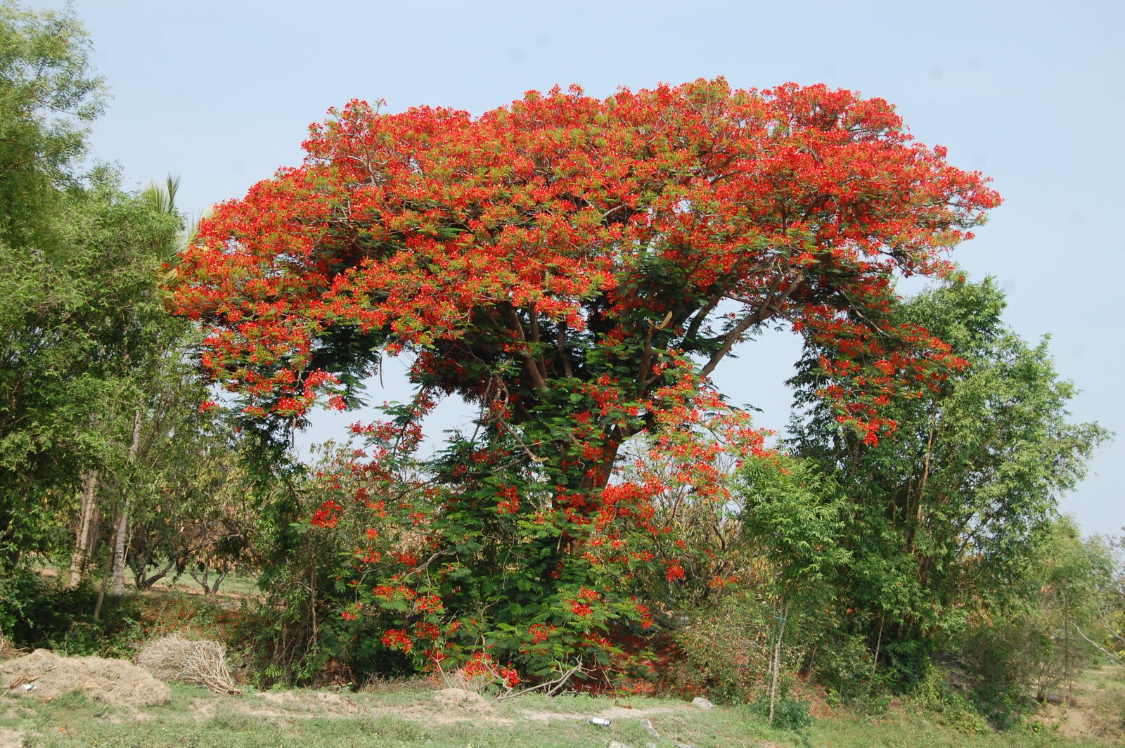 Nikon D40 sample photo. Tree photography