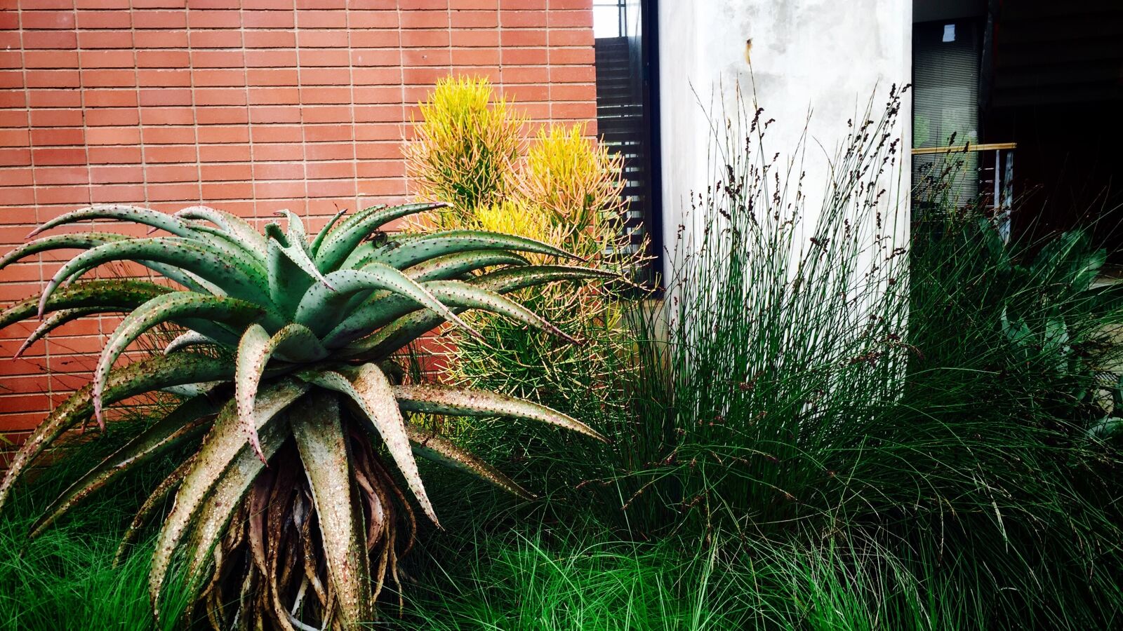 Apple iPhone 6 sample photo. Landscaping, plants, brick photography