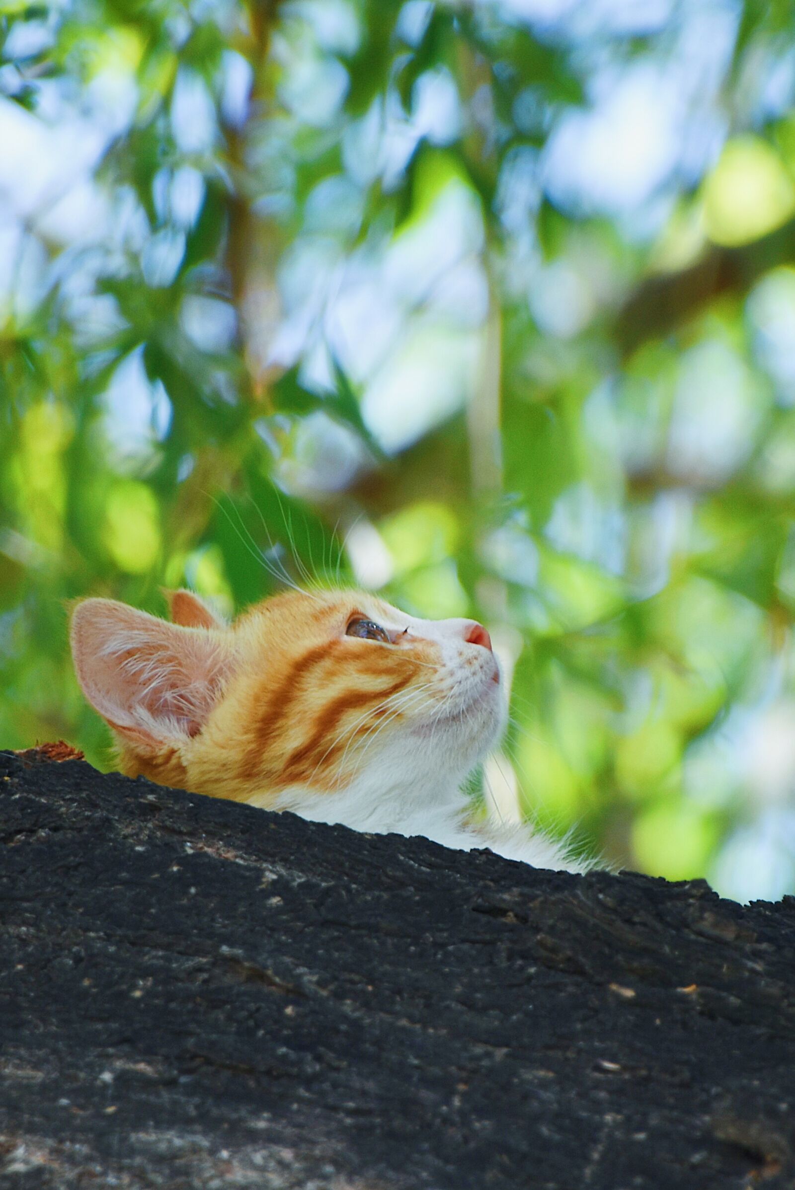 Nikon D7200 sample photo. Cat, kitten, tree photography
