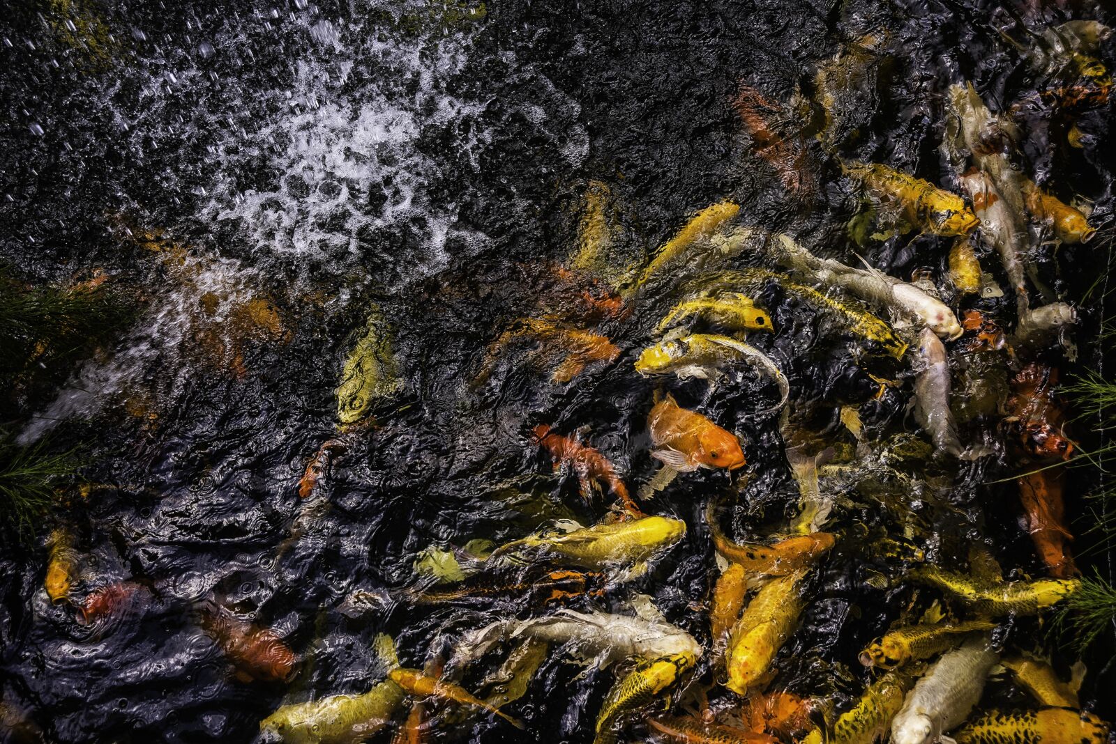 Nikon D810 sample photo. Fish, carp, pond photography