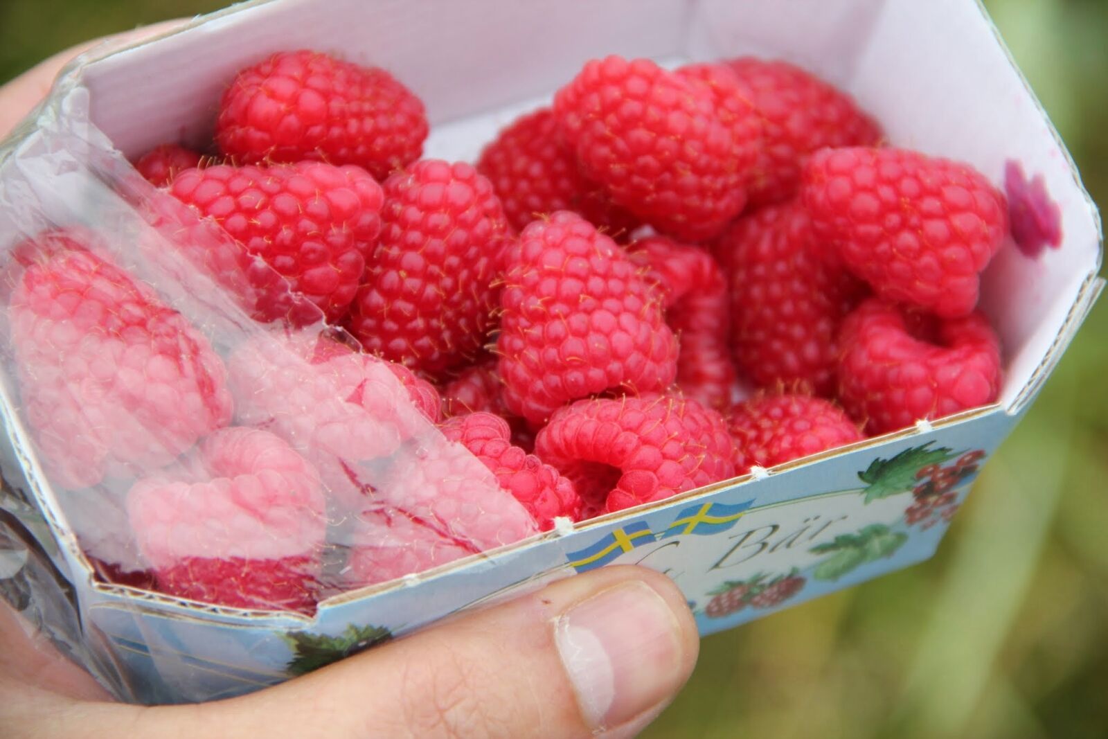 Canon EOS 550D (EOS Rebel T2i / EOS Kiss X4) sample photo. Raspberries, fresh, summer photography