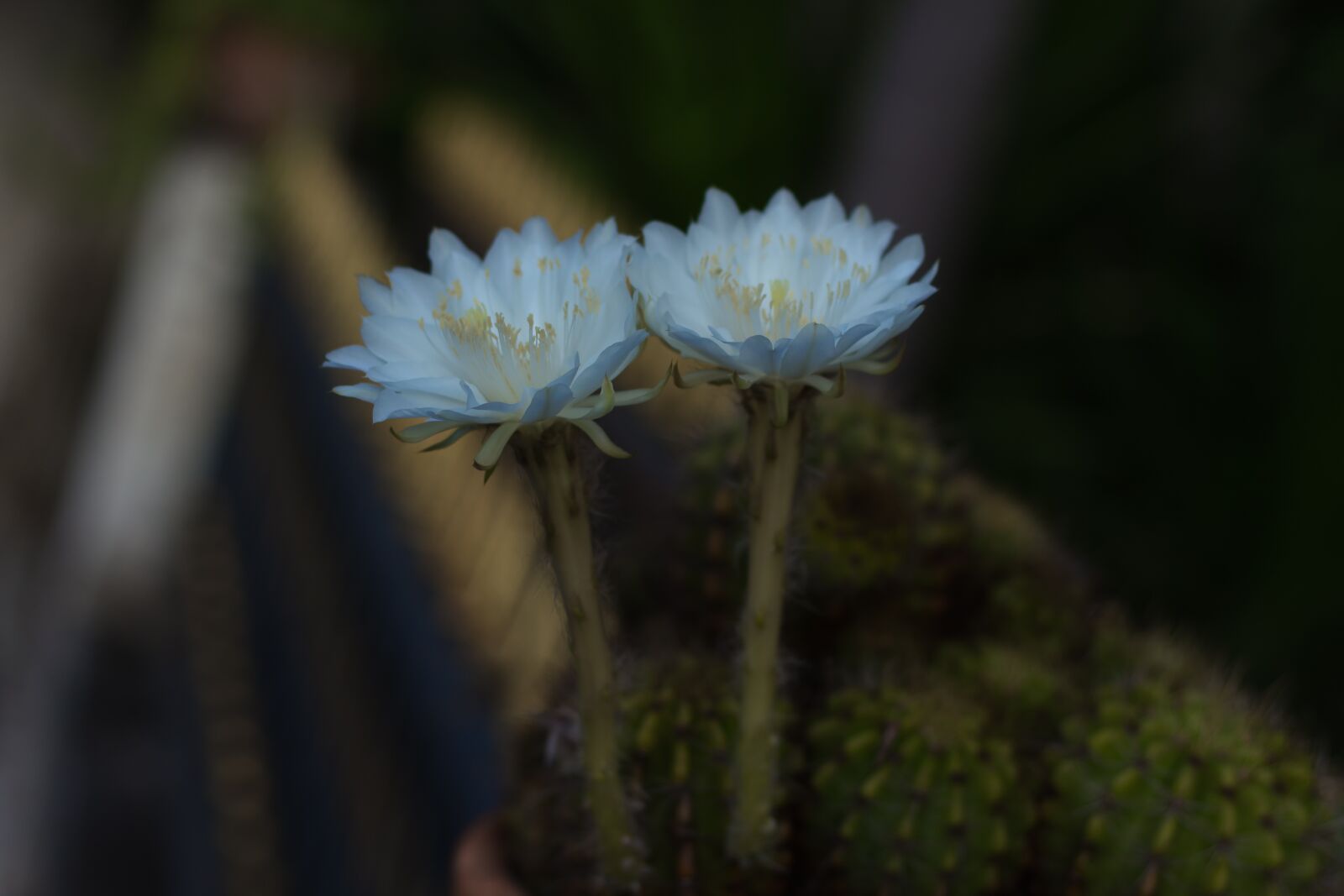 Canon EOS 700D (EOS Rebel T5i / EOS Kiss X7i) + Canon EF 50mm F1.8 STM sample photo. Flower, white, cantus photography