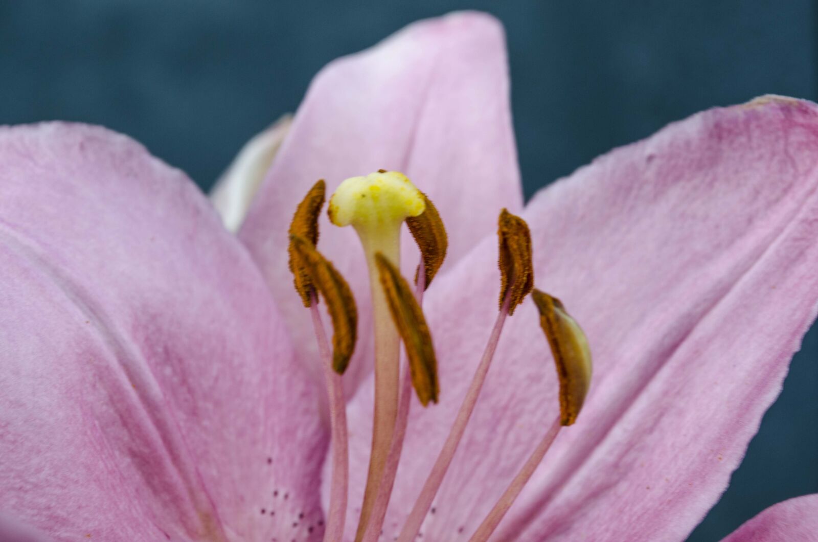 Nikon D5100 sample photo. Lily, pink, petals photography