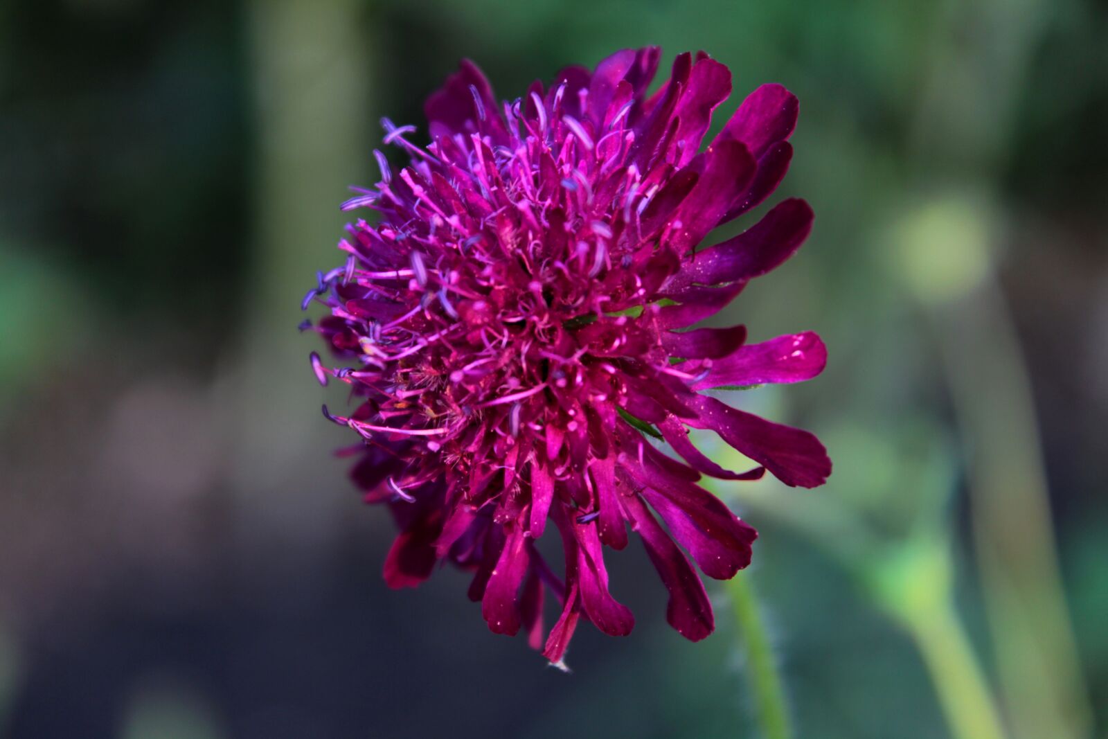 Canon EOS 600D (Rebel EOS T3i / EOS Kiss X5) sample photo. Knautia macedonica, beemdkroon, flower photography