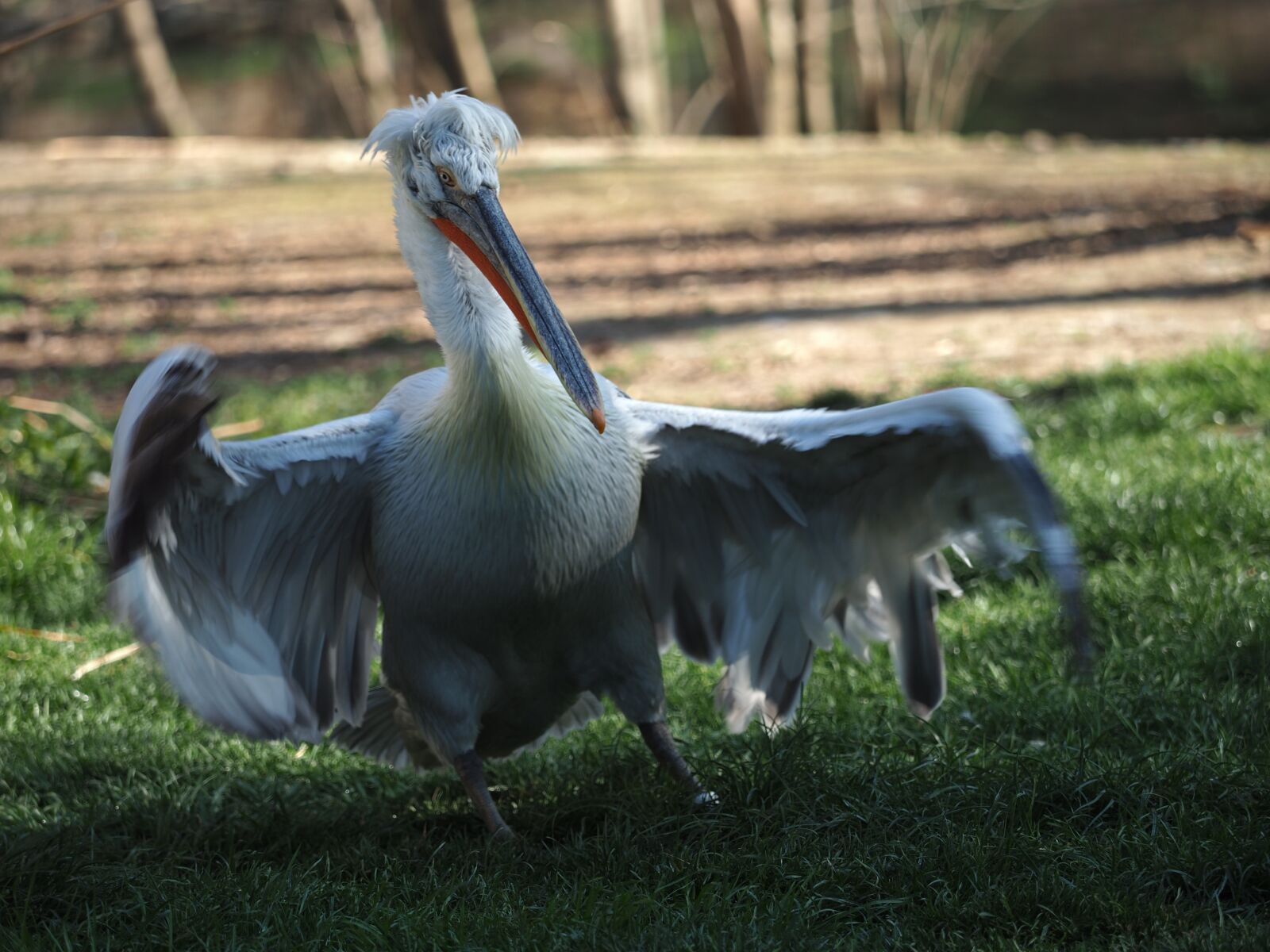 Olympus OM-D E-M1 Mark II + Olympus M.Zuiko Digital ED 40-150mm F2.8 Pro sample photo. Bird, pelican, whites photography