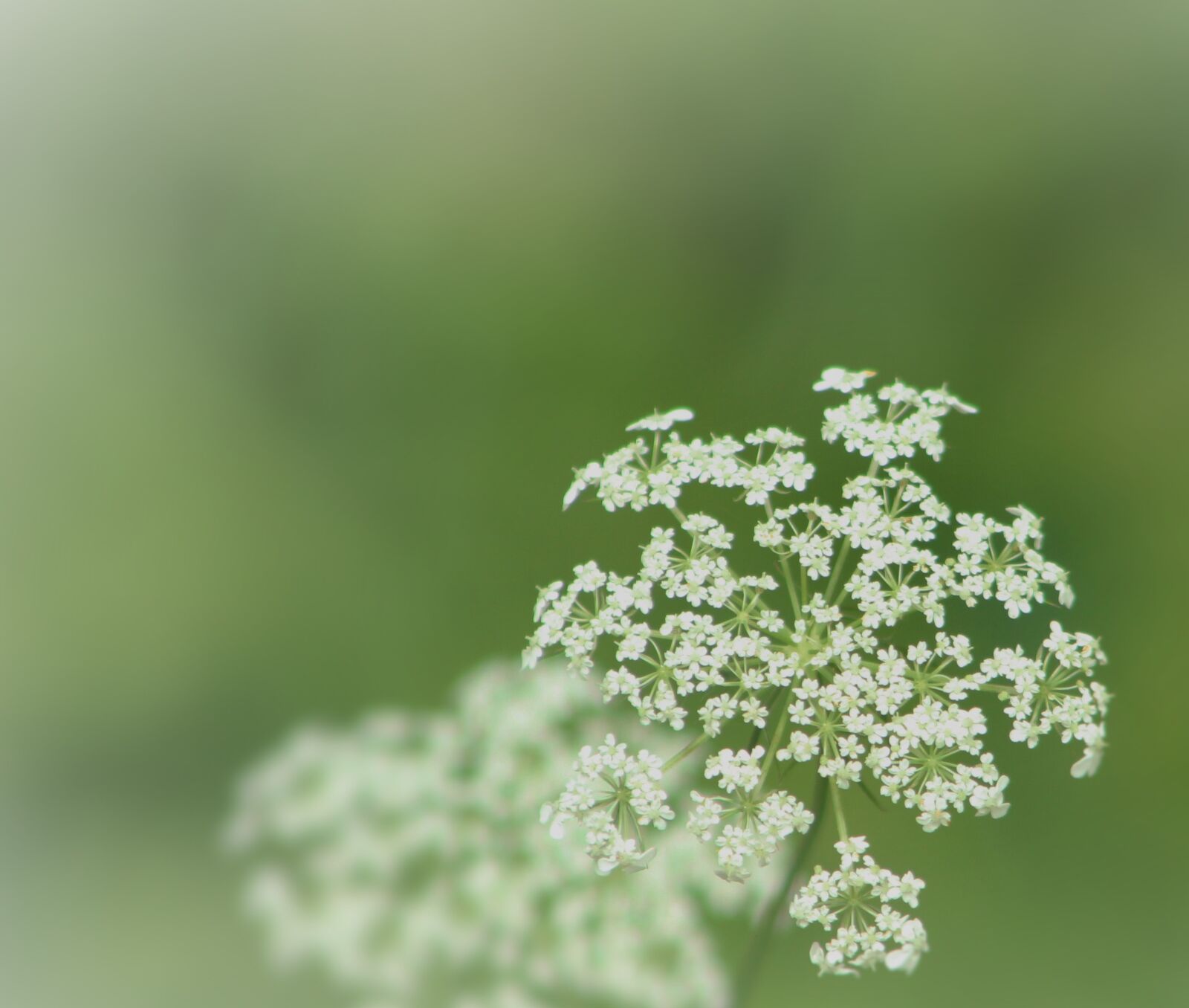 Canon EF 75-300mm f/4-5.6 sample photo. Queen anne lace, green photography
