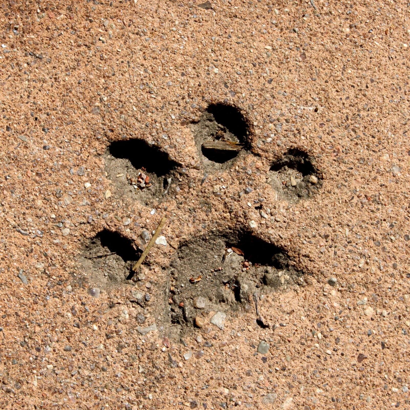 f/3.5-5.6 IS sample photo. Paw print, cement photography