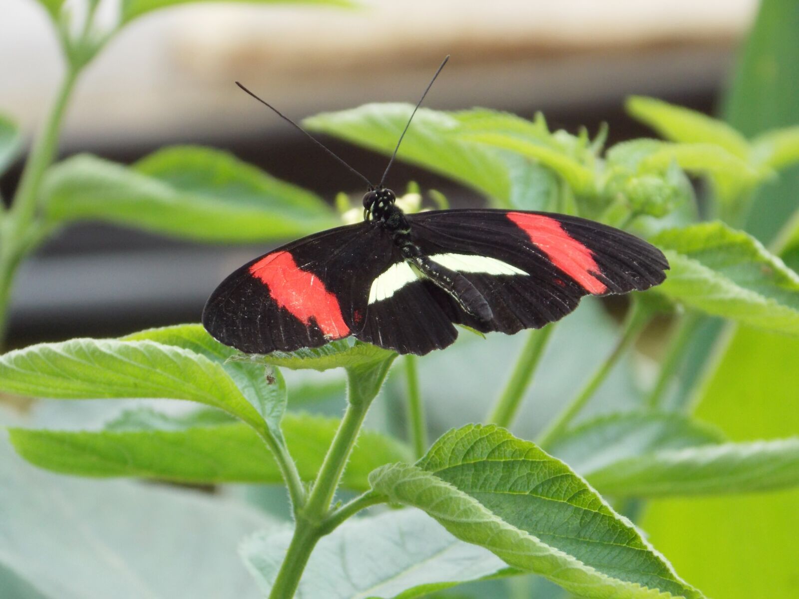 Nikon Coolpix L810 sample photo. Butterfly, butterflies, nature photography
