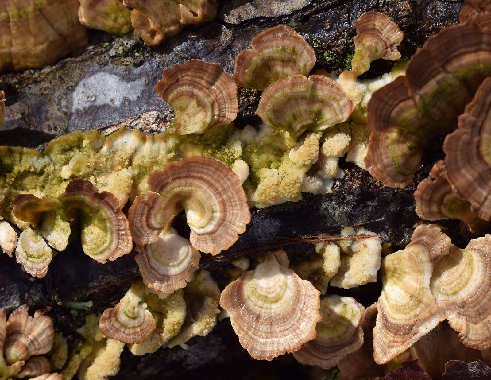 Nikon D3300 sample photo. Rain-wet bracket fungi, mushroom photography