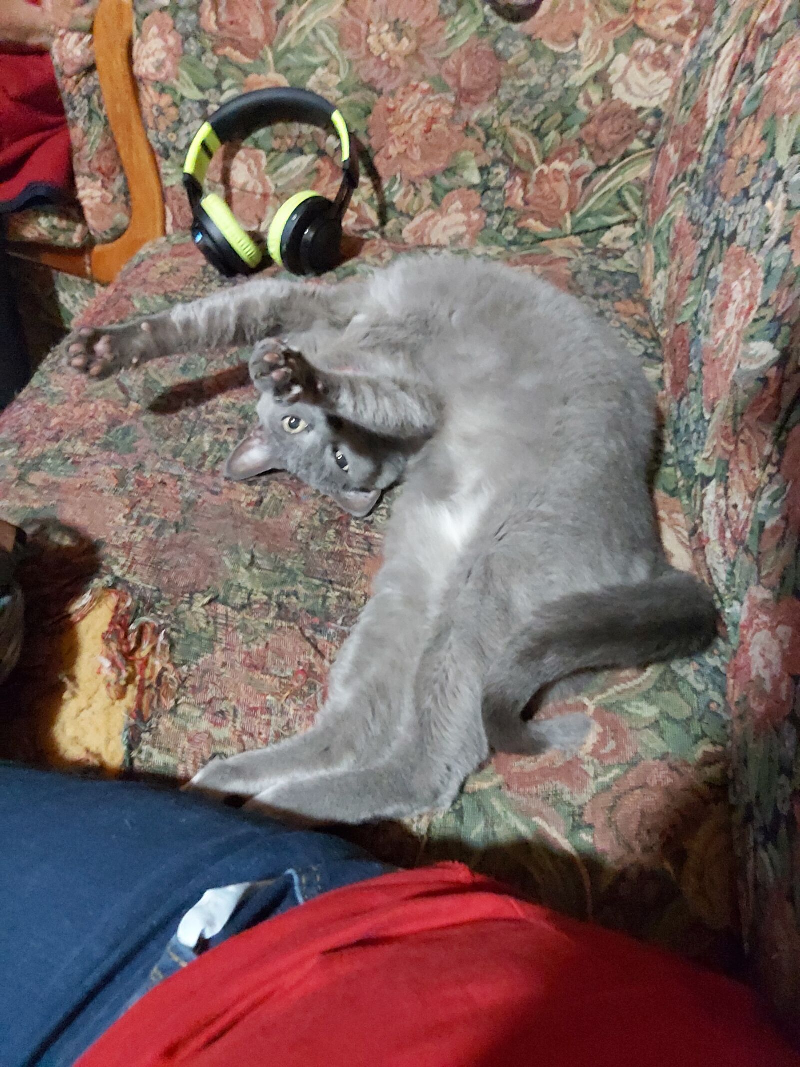 Samsung Galaxy A70 sample photo. Cat, stretching, cute photography