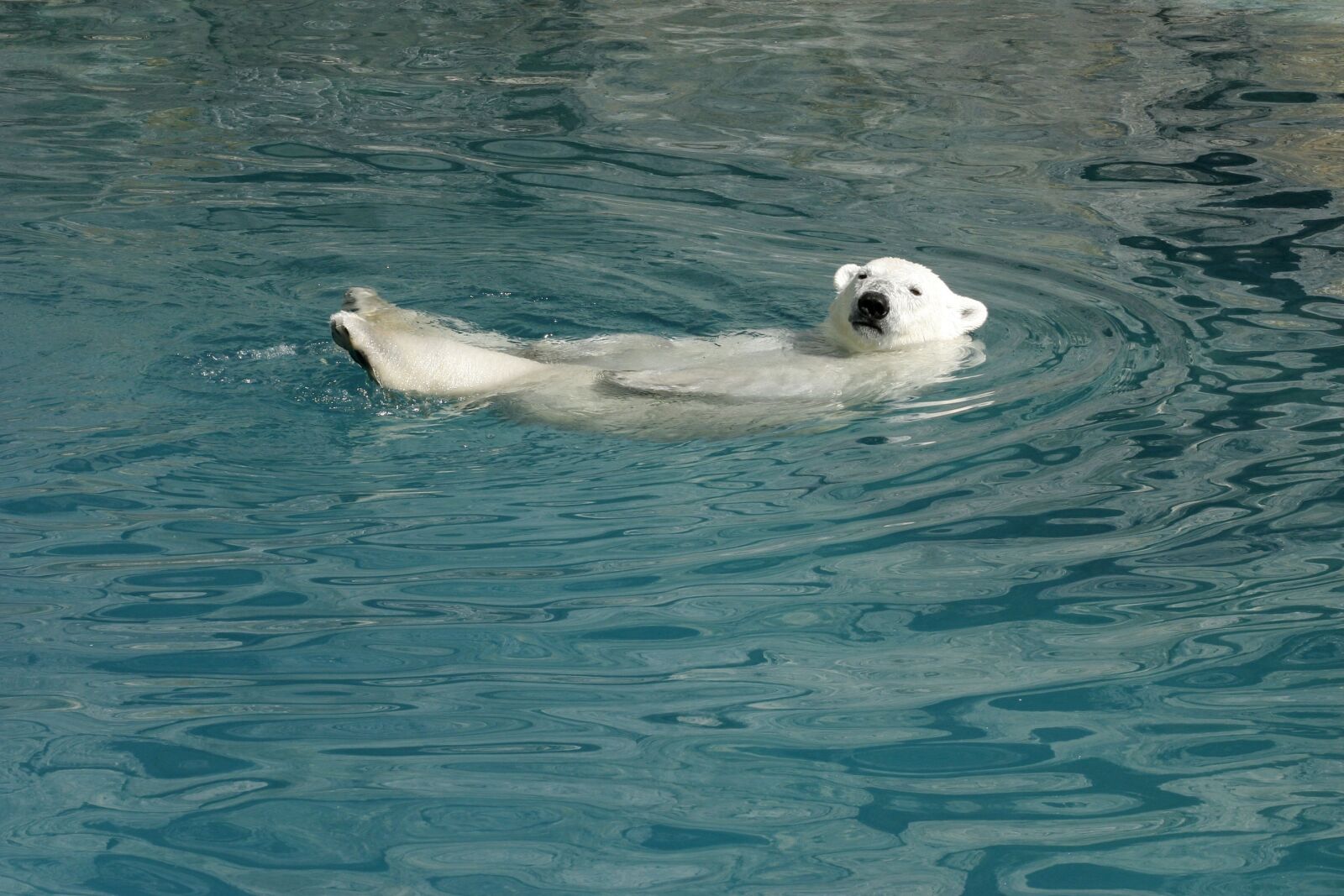 Canon EOS 20D sample photo. Bear, white bear, water photography