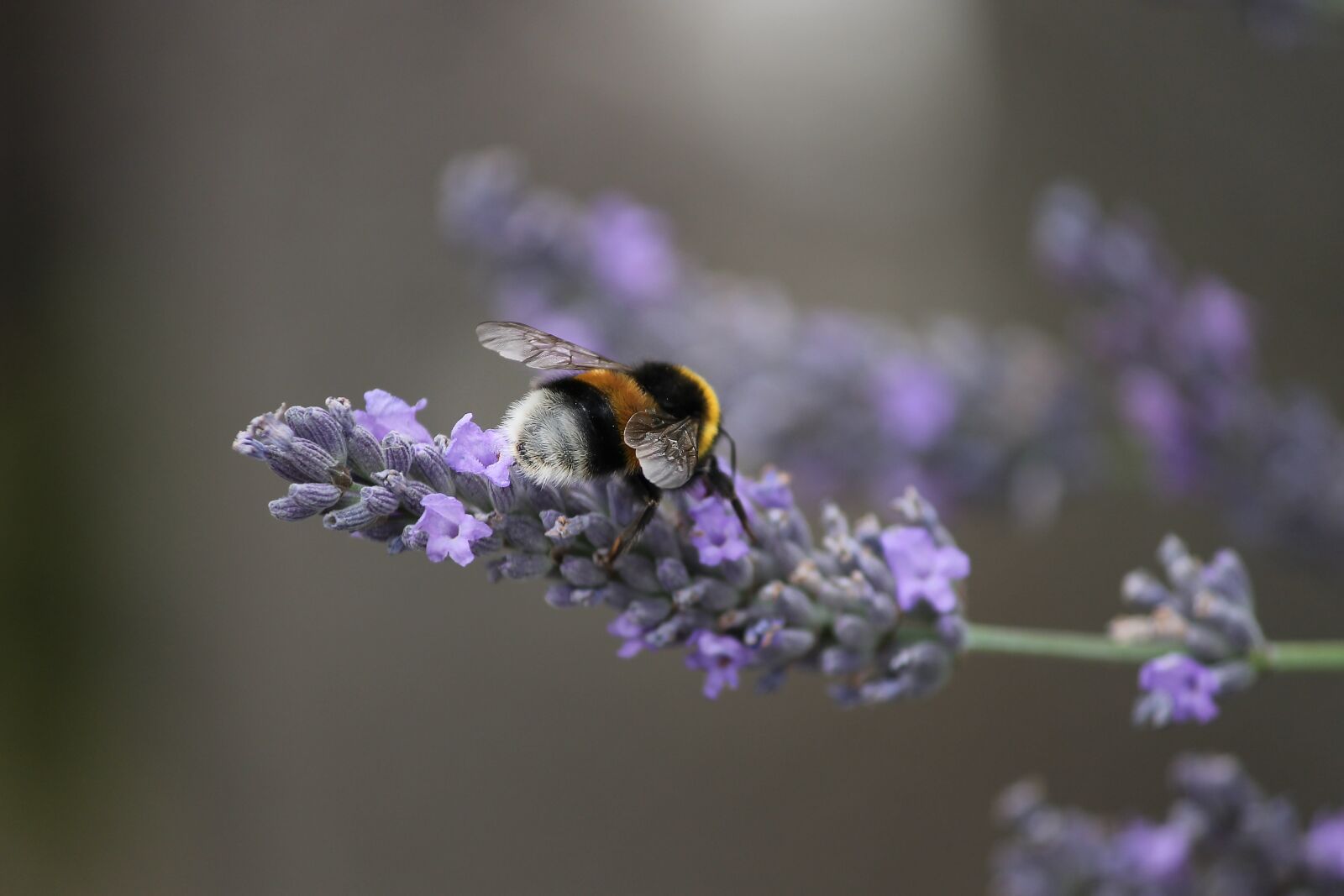 Canon EOS 1100D (EOS Rebel T3 / EOS Kiss X50) sample photo. Fictional, hummel, insect photography