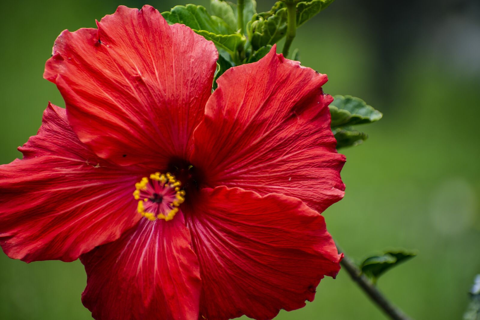 Nikon D600 sample photo. Nature, flower, bella photography