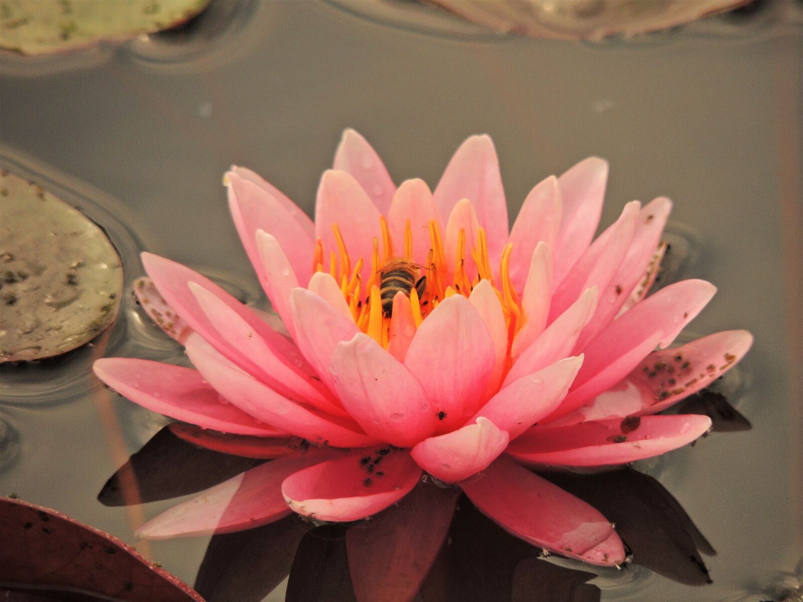 Nikon Coolpix P510 sample photo. Waterlily, flower, bee photography