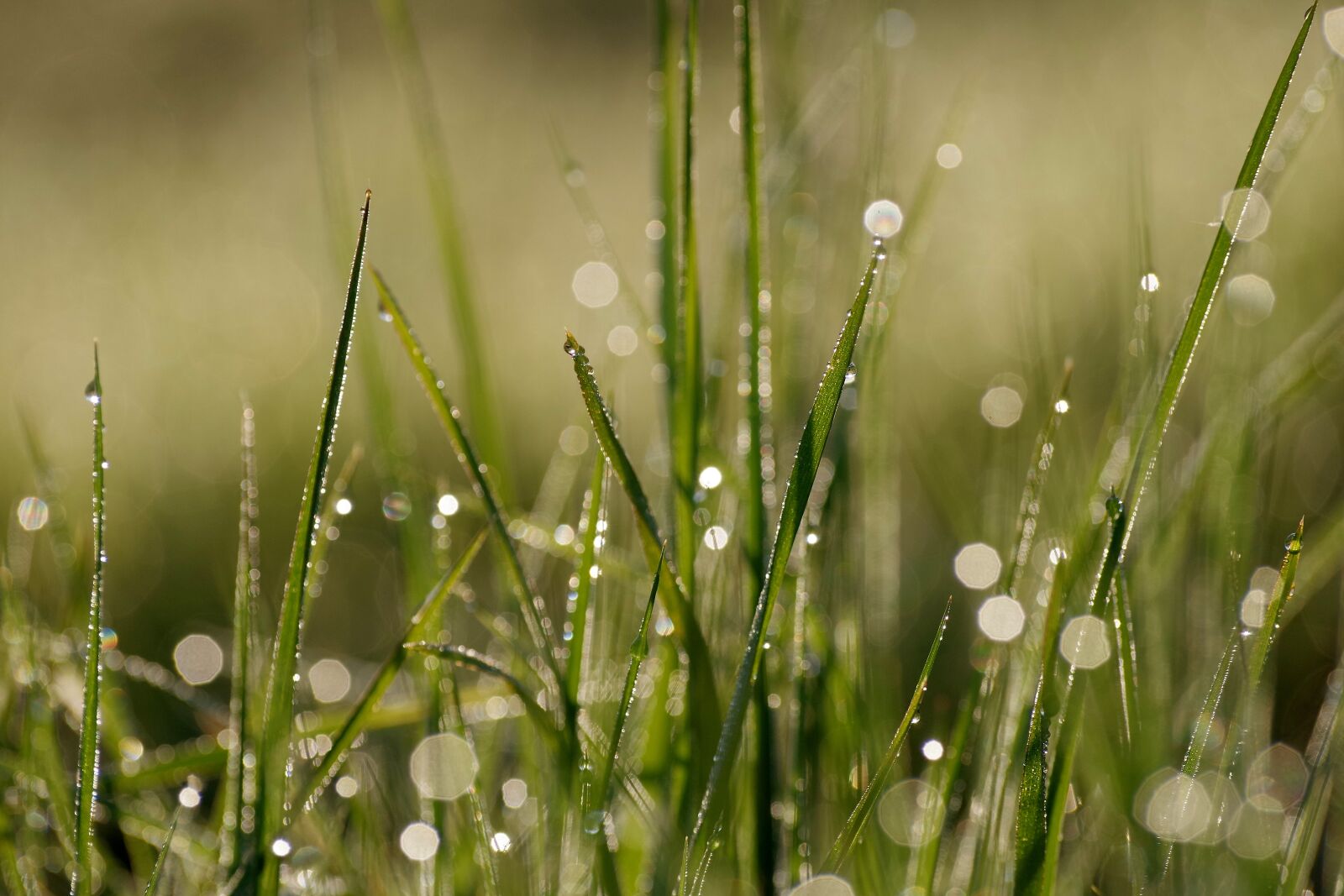 Pentax K-30 sample photo. Morgentau, dewdrop, grass photography