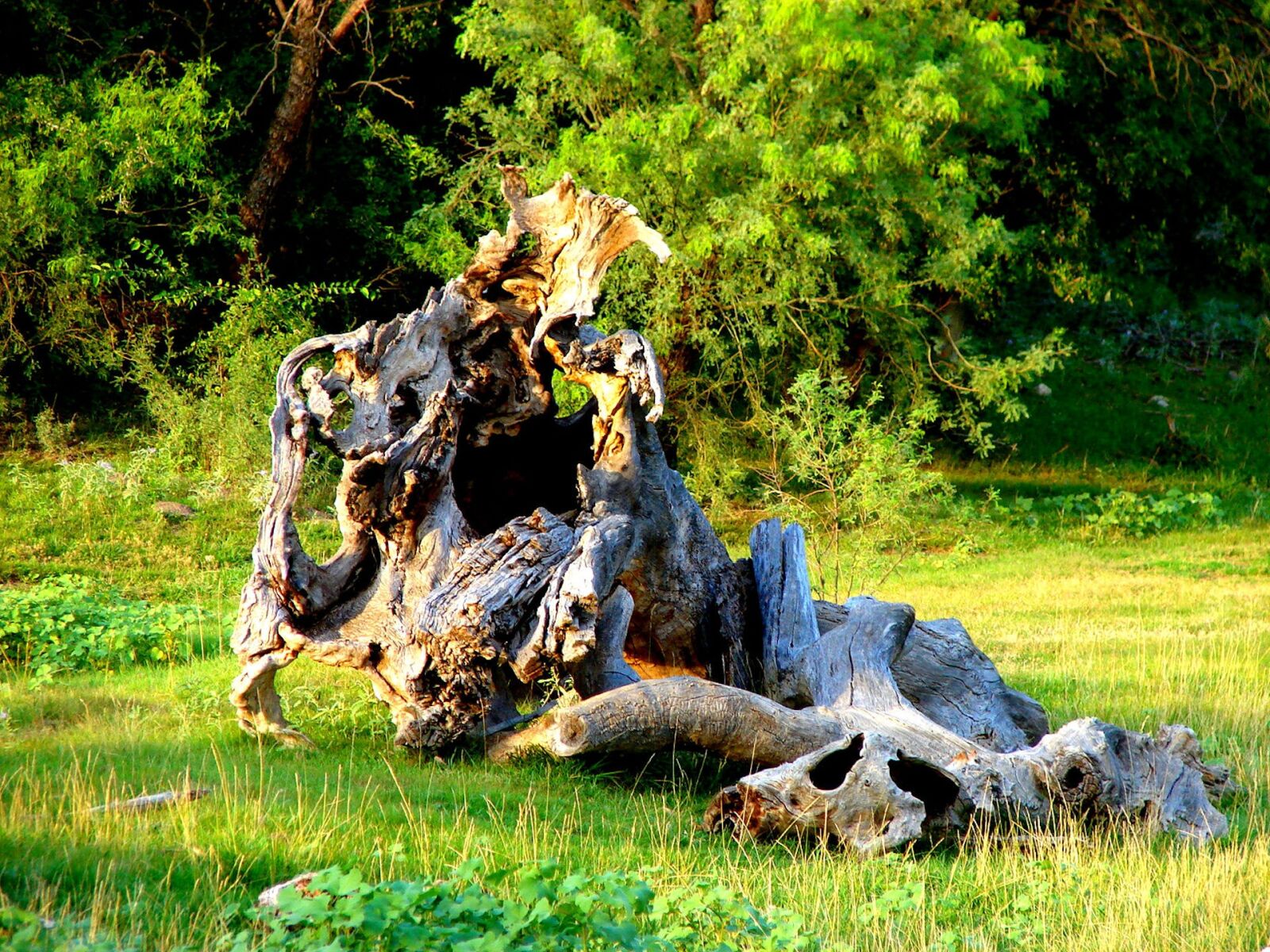 Sony DSC-H2 sample photo. Tree, oak, fallen tree photography
