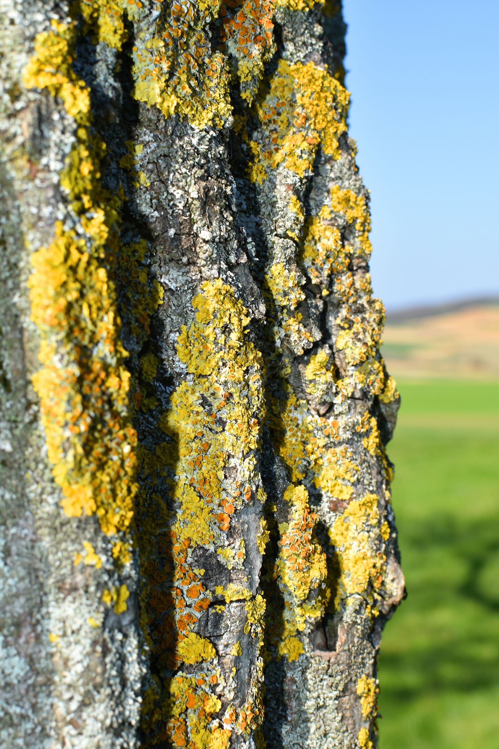 Nikon D5600 sample photo. Tree, bark, nature photography
