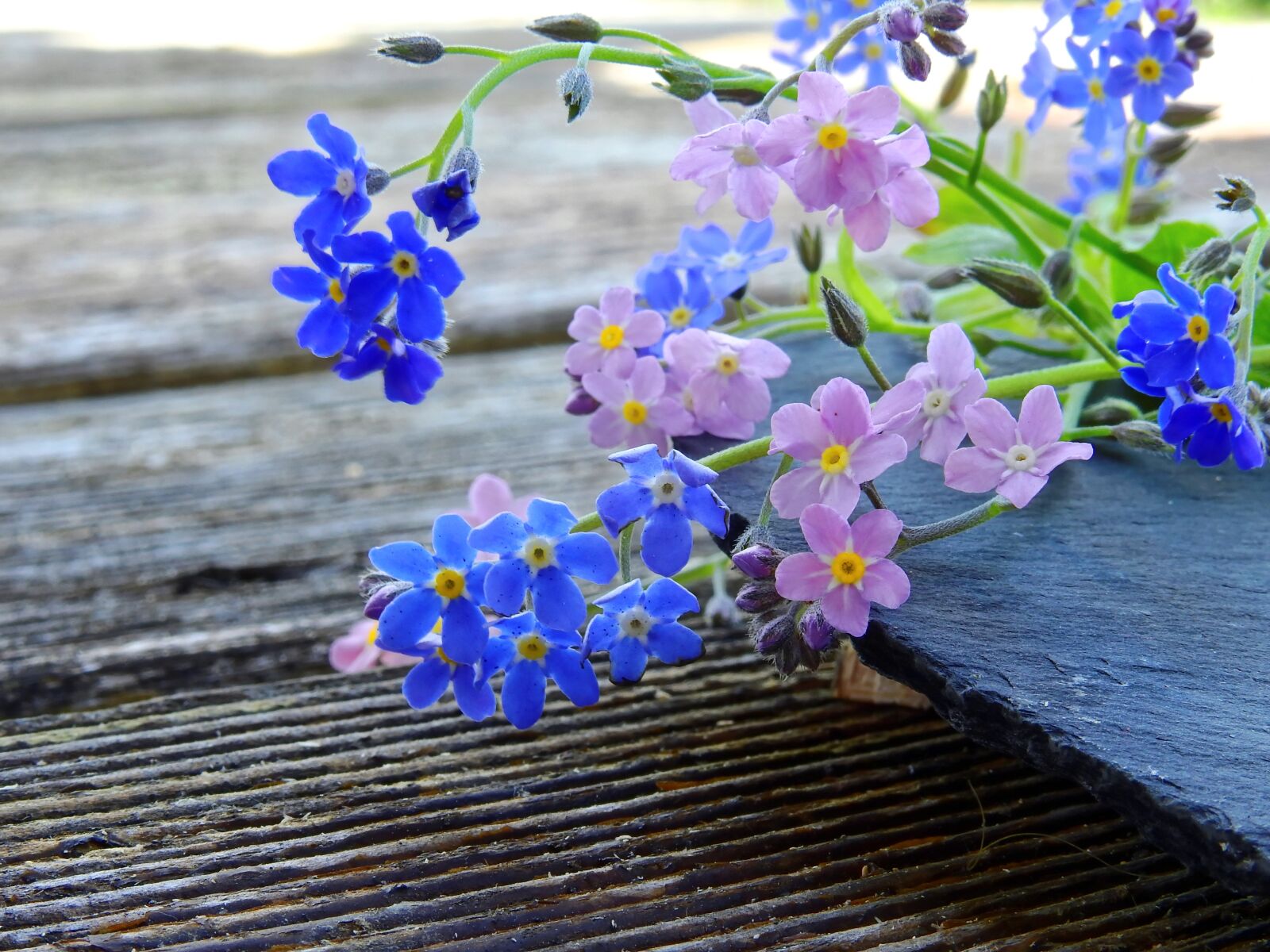 Nikon Coolpix P900 sample photo. Forget me not, flowers photography