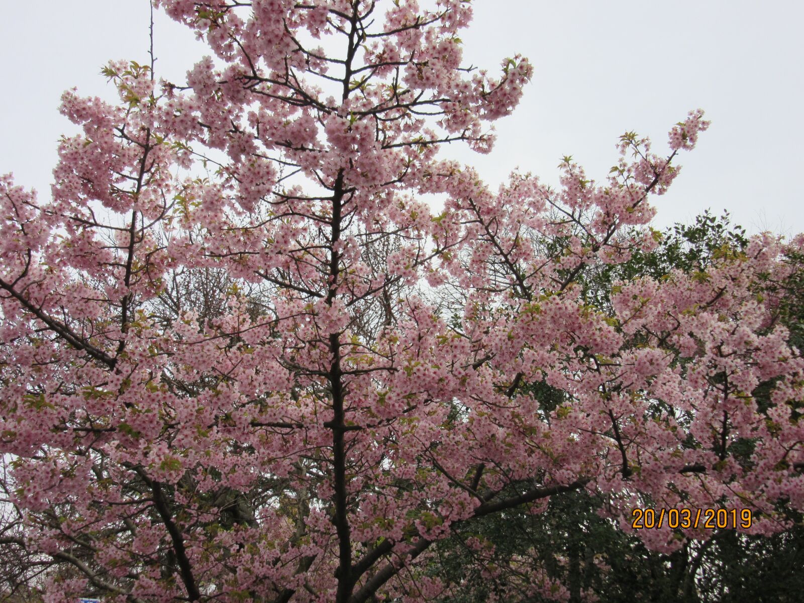 Canon PowerShot SX600 HS sample photo. Cherry blossom, osaka, spring photography