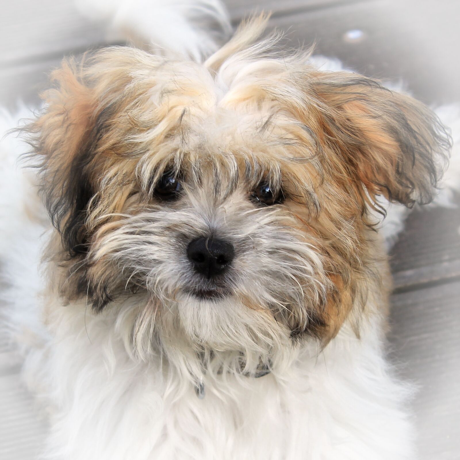 Canon EOS 1100D (EOS Rebel T3 / EOS Kiss X50) sample photo. Dog, pet, terrier photography
