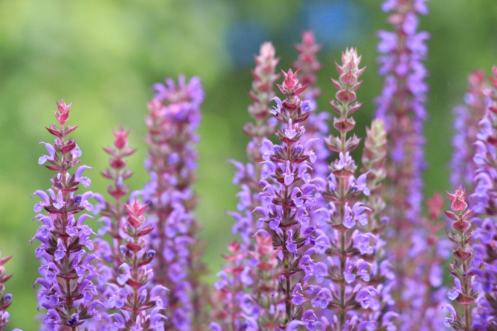 Canon EF-S 18-135mm F3.5-5.6 IS USM sample photo. Sage, garden sage, medicinal photography