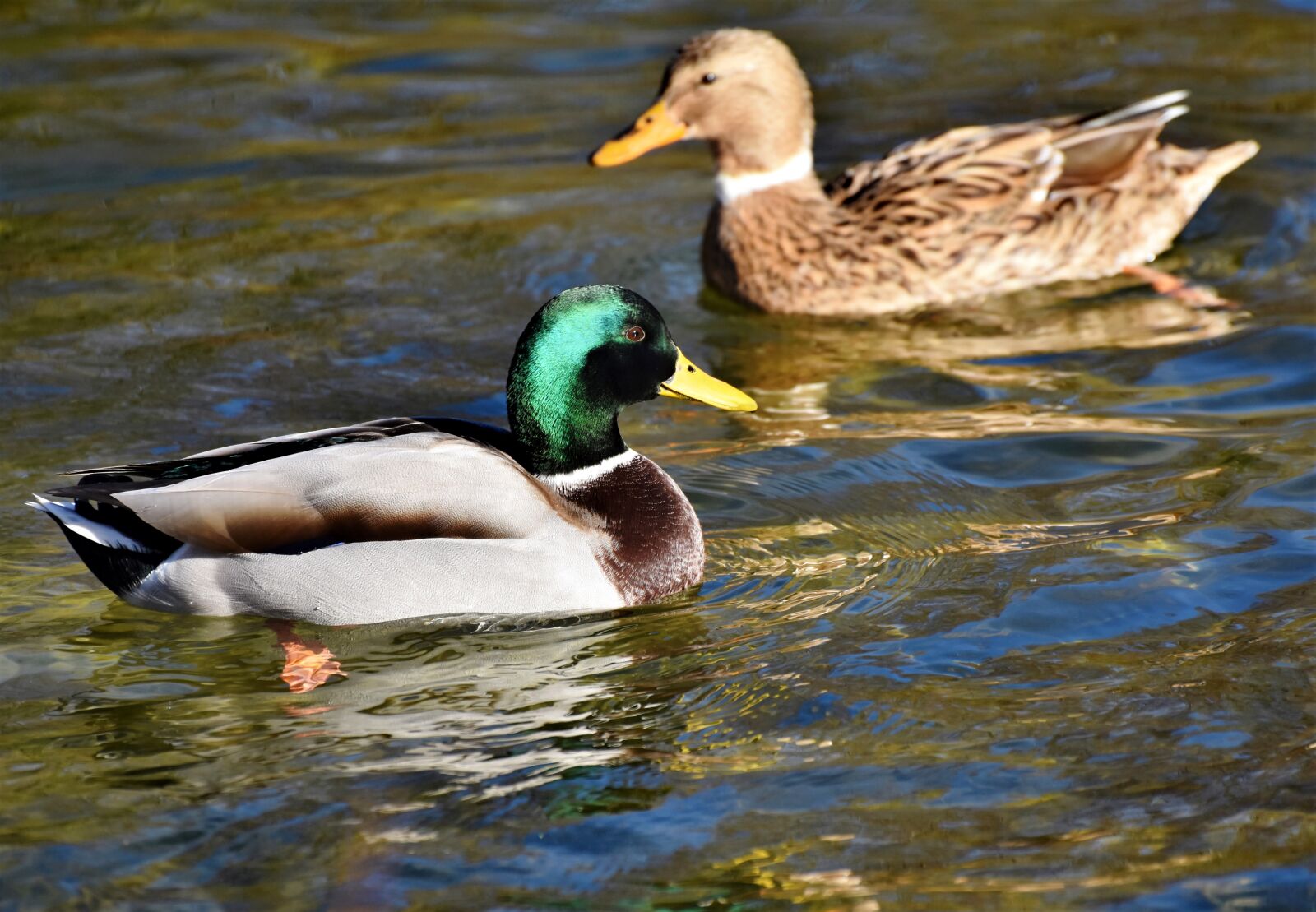 Nikon D7200 sample photo. Mallard, duck, water bird photography