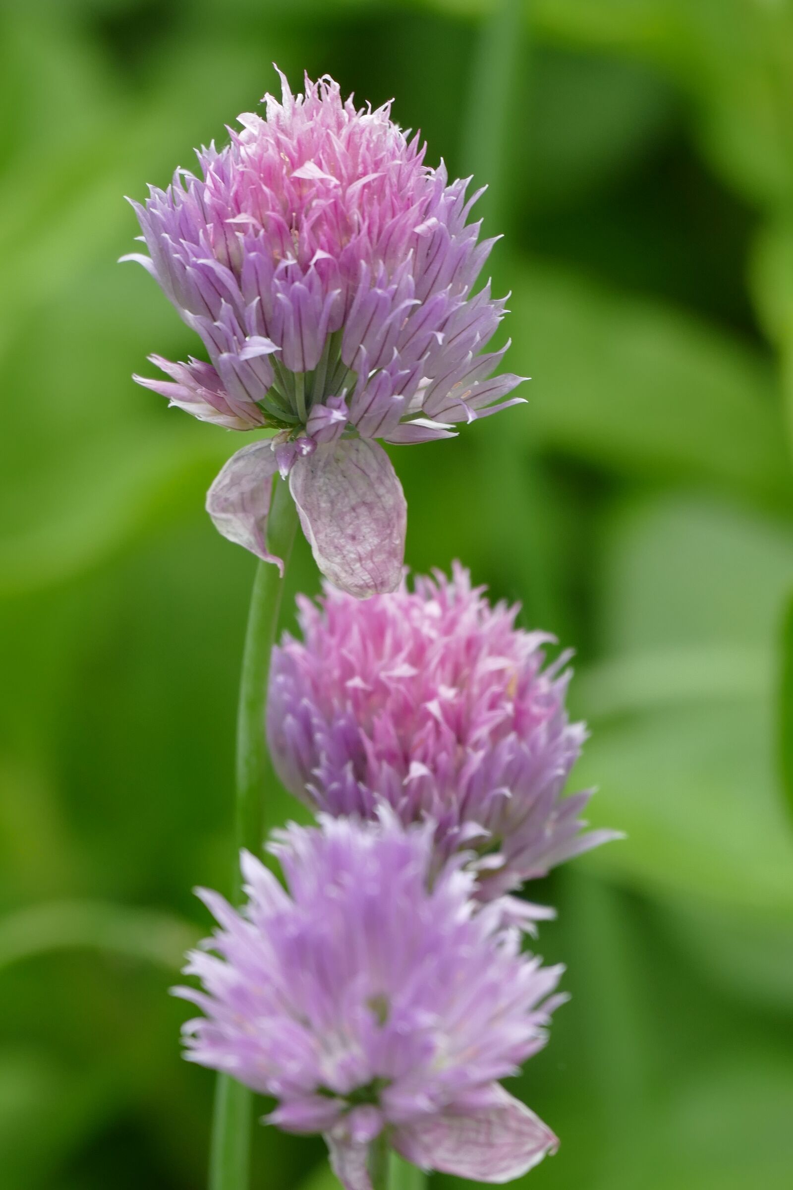 Panasonic Lumix DMC-FZ1000 sample photo. Chive, look, herbs photography